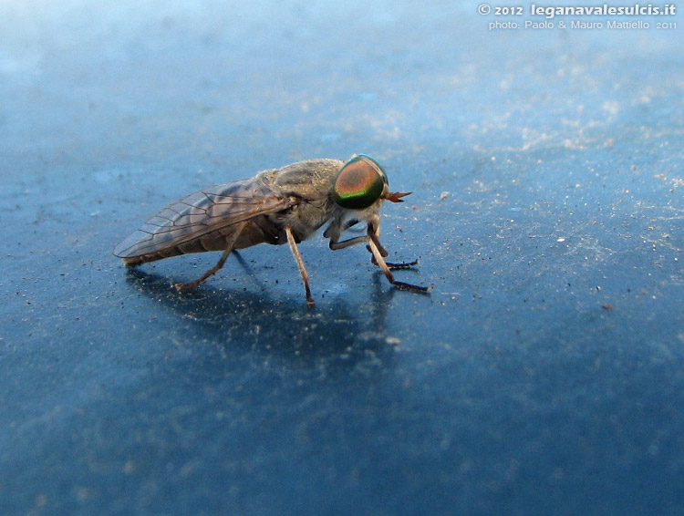 Lni Sulcis Porto Pino Stagni Di Porto Pino Flora E Fauna Della Zona Foto 201 Di 241