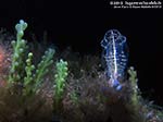 Porto Pino foto subacquee - 2010 - Piccola e bella clavelina azzurra (Clavelina dellavallei)