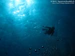 Porto Pino foto subacquee - 2012 - Apneista