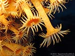Porto Pino foto subacquee - 2012 - Margherite di mare (Parazoanthus axinellae) presso la Secca di Cala Piombo 