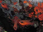 Porto Pino foto subacquee - 2012 - Re di Triglie (Apogon imberbis)