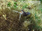 Porto Pino foto subacquee - Agosto 2013 - 2013 - Nudibranco cratena (Cratena peregrina)
