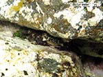 Porto Pino foto subacquee - Agosto 2013 - 2013 - Granchio corridore (Pachygrapsus marmoratus)