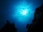Porto Pino foto subacquee - Agosto 2013 - 2013 - Cala Galera, castagnole (Chromis chromis) controluce