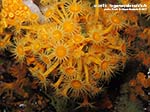 Porto Pino foto subacquee - Agosto 2013 - 2013 - Margherite di mare (Parazoanthus axinellae)