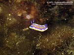 Porto Pino foto subacquee - Agosto 2013 - 2013 - Nudibranco Chromodoris britoi, assai piccolo (1,5 cm circa)