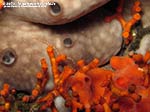Porto Pino foto subacquee - Agosto 2013 - 2013 - Falso corallo (Myriapora truncata), spugna spugna rognone di mare (Chondrosia reniformis) e ofiura (Ophioderma longicauda)