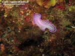 Porto Pino foto subacquee - Agosto 2013 - 2013 - Verme platelminta rosa (Prostheceraeus giebrecthii)