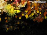 Porto Pino foto subacquee - Agosto 2013 - 2013 - Madrepore gialle (Leptopsammia pruvoti)