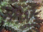 Porto Pino foto subacquee - Agosto 2013 - 2013 - Anemone Grosso (Cribrinopsis crassa), dettaglio
