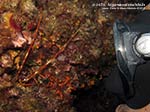 Porto Pino foto subacquee - Agosto 2013 - 2013 - Piccola aragosta (Palinurus vulgaris) e subacqueo