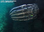 Porto Pino foto subacquee - Agosto 2013 - 2013 - Ctenoforo (forse Bolinopsis infundibulm)