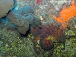 Porto Pino foto subacquee - Agosto 2013 - 2013 - Polpo (Octopus vulgaris) spruzza l'inchiostro