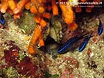Porto Pino foto subacquee - Agosto 2013 - 2013 - Avannotti di castagnole (Chromis chromis) con ancora evidenti le macchie blu elettrico