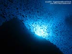 Porto Pino foto subacquee - Settembre 2013 - 2013 - Castagnole (Chromis chromis) e controluce profondo