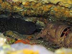 Porto Pino foto subacquee - Settembre 2013 - 2013 - Murena (Muraena helena) e cicala di mare (Scyllarides latus) in coabitazione