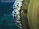 Porto Pino foto subacquee - Settembre 2013 - 2013 - Medusa Cassiopea Mediterranea (Cotylorhiza tuberculata) e avannotto di Sugarello (Trachurus trachurus)