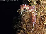 Porto Pino foto subacquee - Settembre 2013 - 2013 - Nudibranchi cratena (Cratena peregrina)