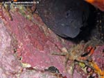 Porto Pino foto subacquee - Settembre 2013 - 2013 - Murena (Muraena helena) e piccola granceola (Maja squinado) in coabitazione