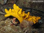 Porto Pino foto subacquee - 2014 - Spugna axinella (Axinella verrucosa)