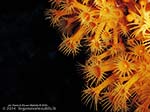 Porto Pino foto subacquee - 2014 - Margherite di mare (Parazoanthus axinellae)