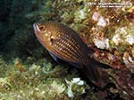 Porto Pino foto subacquee - 2014 - Comunissima castagnola, o guarracino (Chromis chromis)