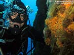 Porto Pino foto subacquee - 2014 - Subacqueo e margherite di mare (Parazoanthus axinellae)