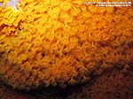 Porto Pino foto subacquee - 2014 - Parete di margherite di mare (Parazoanthus axinellae)