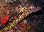 Porto Pino foto subacquee - 2014 - Grossa murena (Muraena helena)