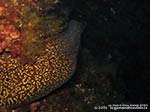 Porto Pino foto subacquee - 2014 - Grossa murena (Muraena helena) mentre fugge
