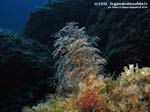 Porto Pino foto subacquee - 2014 - Alberello di idrozoi (Eudendrium sp.), cibo favorito di vari nudibranchi