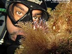 Porto Pino foto subacquee - 2014 - Nudibranco Cratena (Cratena peregrina) e subacqueo