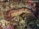 Porto Pino foto subacquee - 2014 - Oloturia (Holothuria tubulos)