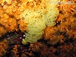 Porto Pino foto subacquee - 2014 - Spugna a rete gialla (Clathrina clathrus) in mezzo alle margherite di mare (Parazoanthus axinellae)