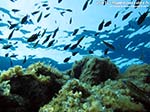 Porto Pino foto subacquee - 2014 - Cappello della secca di C.Piombo e castagnole (Chromis chormis)