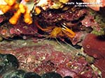 Porto Pino foto subacquee - 2014 - Gambero meccanico (Stenopus spinosus)