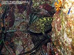 Porto Pino foto subacquee - 2014 - Piccolo esemplare di cernia bruna (Epinephelus marginatus)