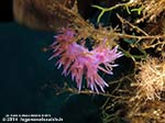 Porto Pino foto subacquee - 2014 - Flabellina (Flabellina affinis)