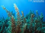 Porto Pino foto subacquee - 2014 - Isola del Toro, alga Sargasso comune (Sargassum vulgare)