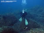 Porto Pino foto subacquee - 2014 - Isola del Toro, sub in mezzo ai sargassi (Sargassum vulgare)