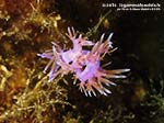 Porto Pino foto subacquee - 2014 - Accoppiamento di due nudibranchi flabellina (Flabellina affinis)