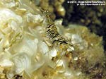 Porto Pino foto subacquee - 2014 - Gamberetto maggiore (Palaemon serratus) o gamberetto di scogliera (Palaemon elegans)