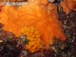 Porto Pino foto subacquee - 2014 - Spugna spirastrella (Spirastrella cunctatrix)