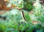 Porto Pino foto subacquee - 2014 - Bavosa bianca (Parablennius rouxi)