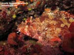 Porto Pino foto subacquee - 2015 - Scorfano rosso (Scorpaena scrofa)
