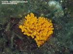 Porto Pino foto subacquee - 2015 - Spugna Axinella ramificata, in profondit&agrave;