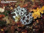Porto Pino foto subacquee - 2015 - 3 nudibranco Vacchetta di Mare (Discodoris atromaculata)