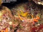 Porto Pino foto subacquee - 2015 - Gambero meccanico (Stenopus spinosus)