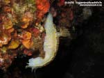 Porto Pino foto subacquee - 2015 - Nudibranco Hypselodoris picta, circa 7 cm
