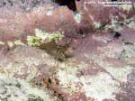 Porto Pino foto subacquee - 2015 - Gamberetto maggiore (Palaemon serratus)